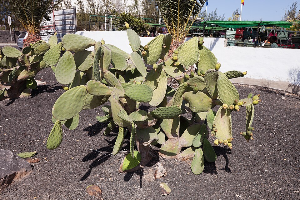 Opuntia ficus-indica (Prickly Pear Cactus) (alternate view 7)