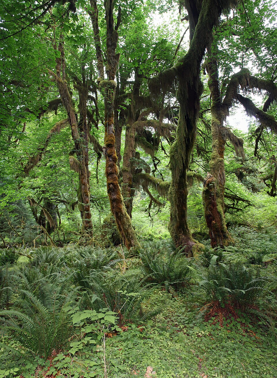Polypodium glycyrrhiza (licorice fern) (alternate view 7)