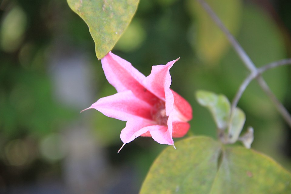 Clematis 'Duchess of Albany' (Duchess of Albany Clematis) (alternate view 2)