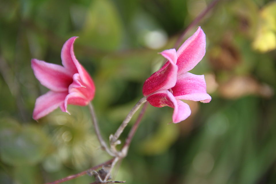Clematis 'Duchess of Albany' (Duchess of Albany Clematis) (alternate view 3)