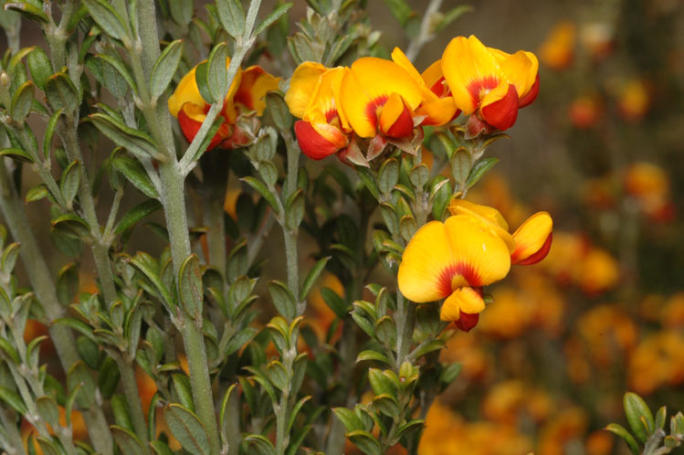 Oxylobium ellipticum (golden shaggy-pea) (alternate view 9)