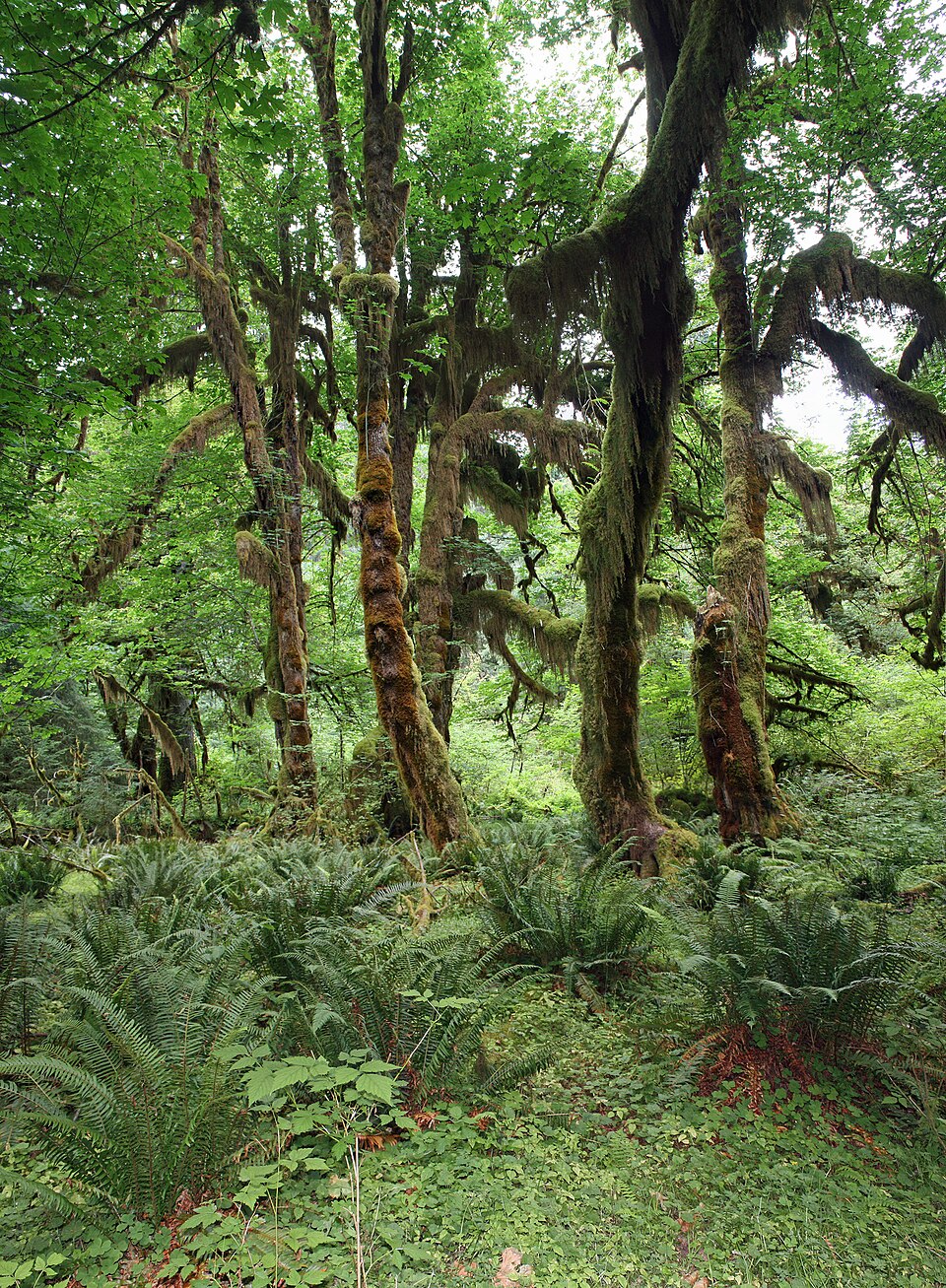 Polypodium glycyrrhiza (licorice fern) (alternate view 8)