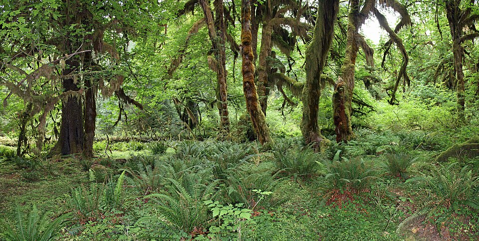 Polypodium glycyrrhiza (licorice fern) (alternate view 9)