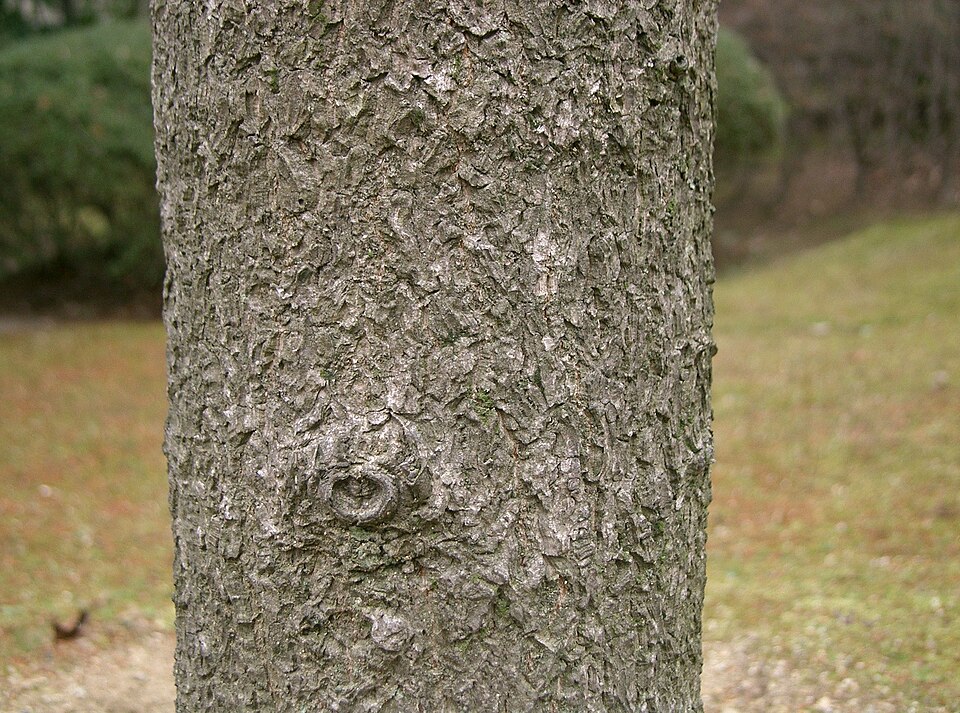Aesculus turbinata (Japanese Horse Chestnut) (alternate view 8)