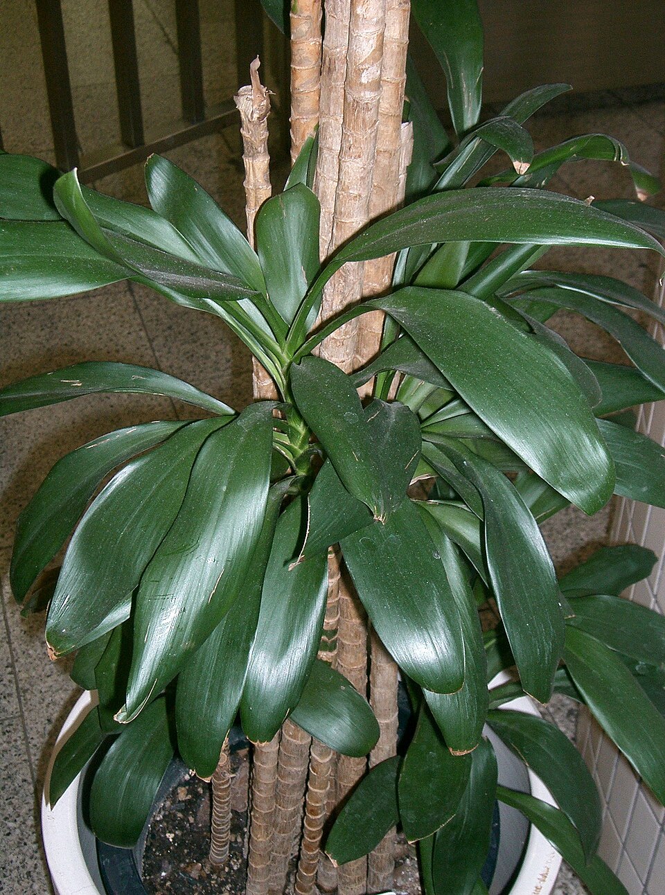 Cordyline stricta (Slender Palm Lily) (alternate view 5)