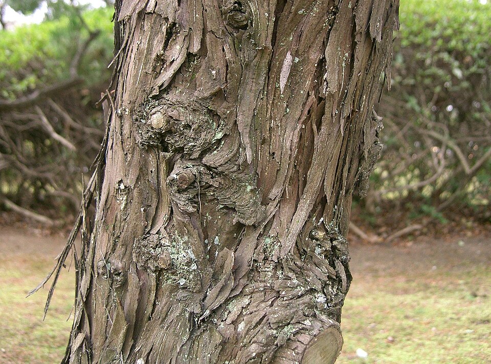 Juniperus chinensis 'Kaizuka' (Hollywood Juniper) (alternate view 2)