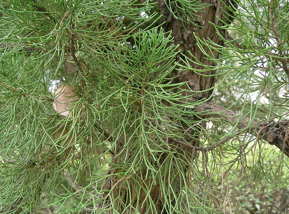 Juniperus chinensis 'Kaizuka' (Hollywood Juniper) (alternate view 3)