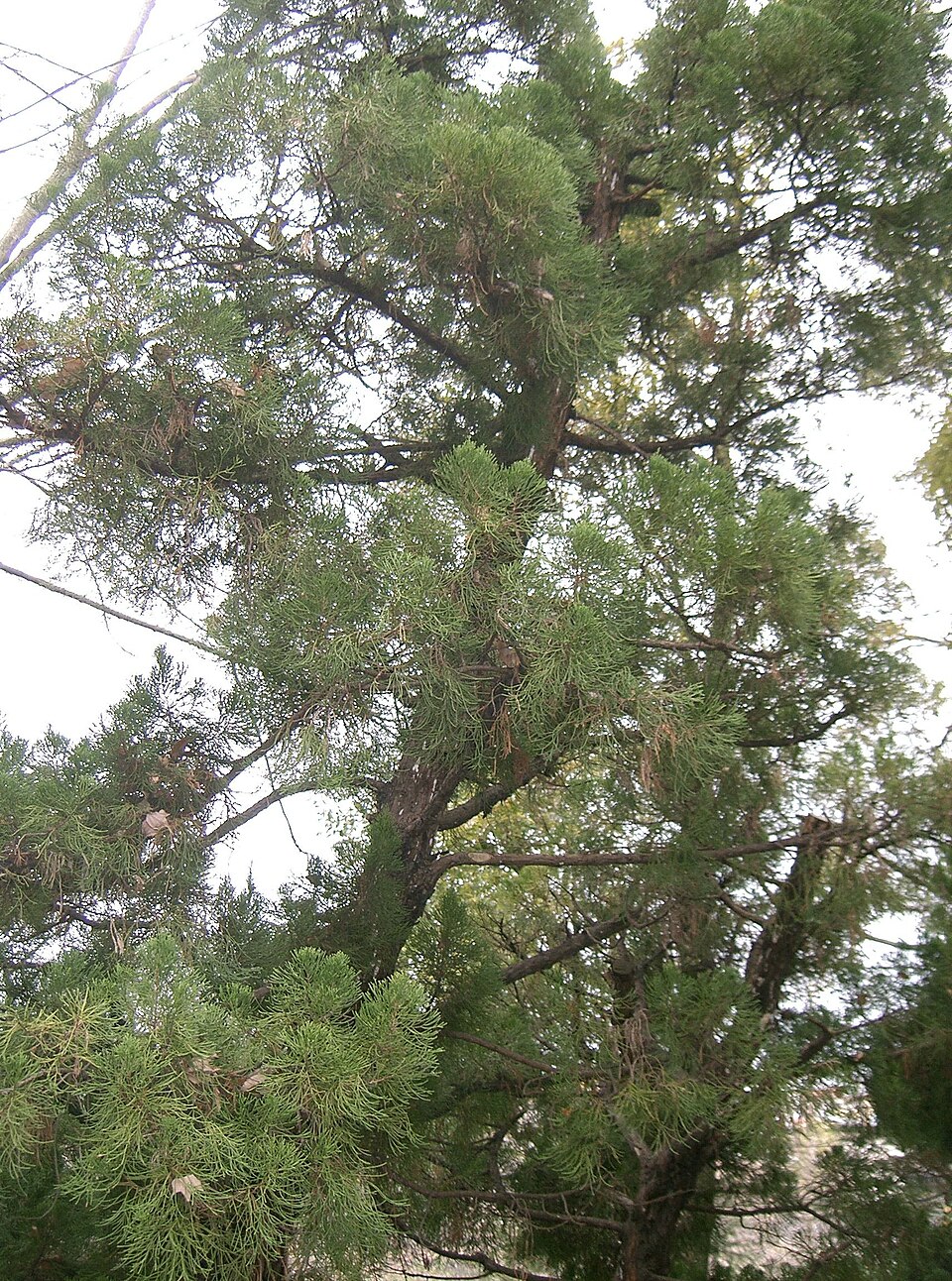 Juniperus chinensis 'Kaizuka' (Hollywood Juniper) (alternate view 4)