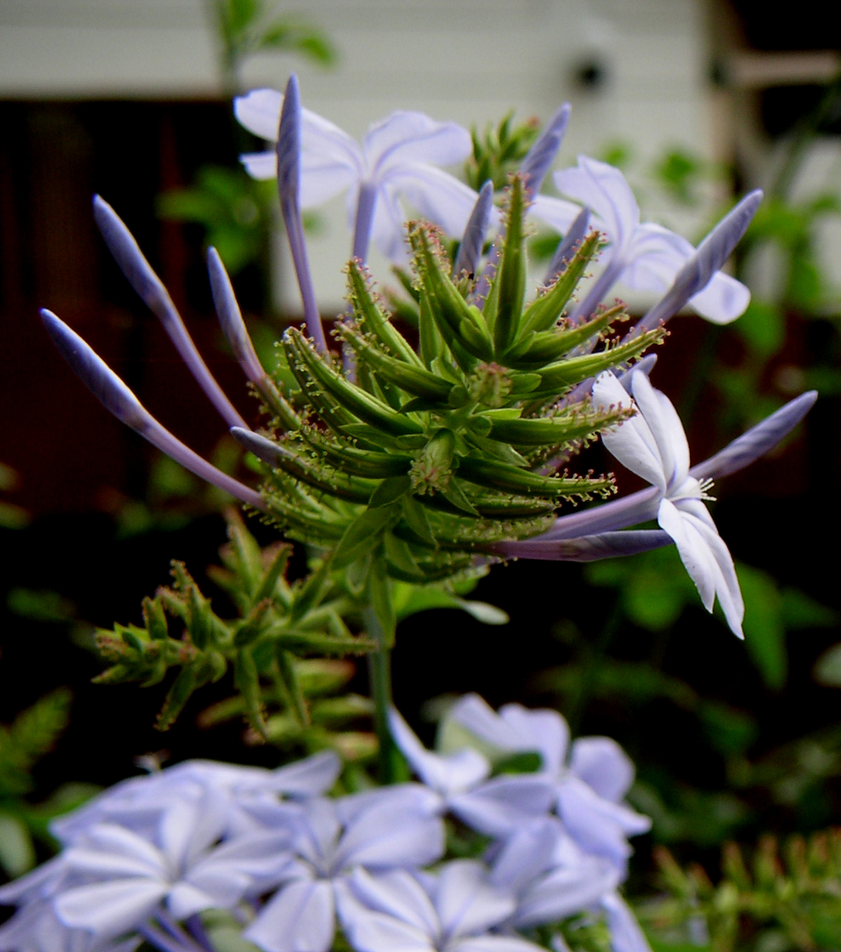 Plumbago auriculata, Cape plumbago — spreading evergreen (Plumbaginaceae) (image 2 of 10)