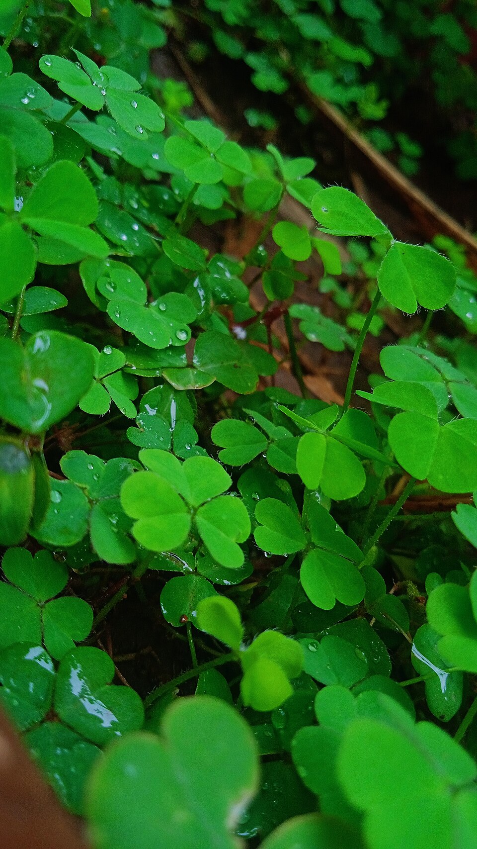 Oxalis (Woodsorrels) (alternate view 6)