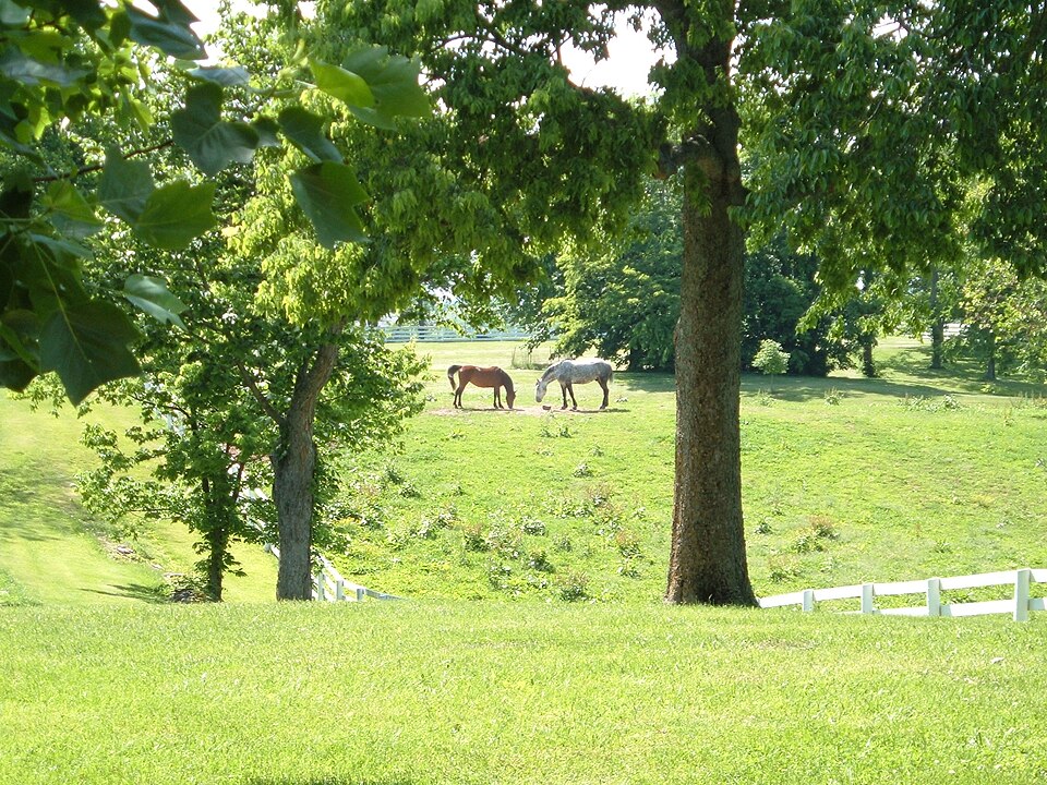 Liriodendron (Tulip trees)