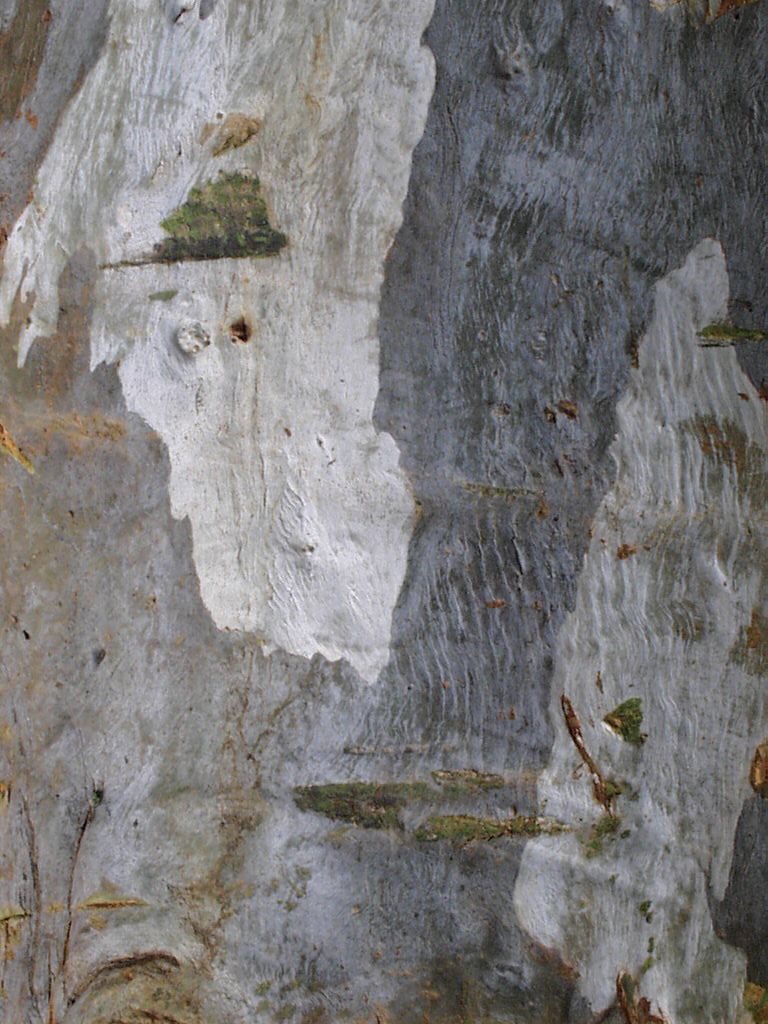 Eucalyptus camaldulensis (River Red Gum)