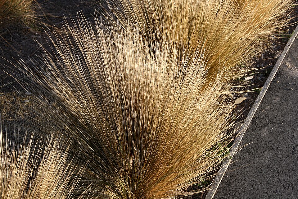 Chionochloa rubra (Red Tussock Grass) (alternate view 6)