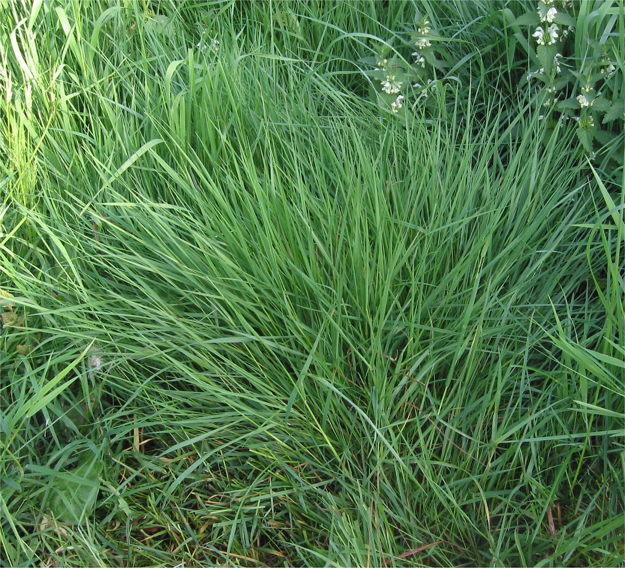 Agrostis capillaris (colonial bentgrass)