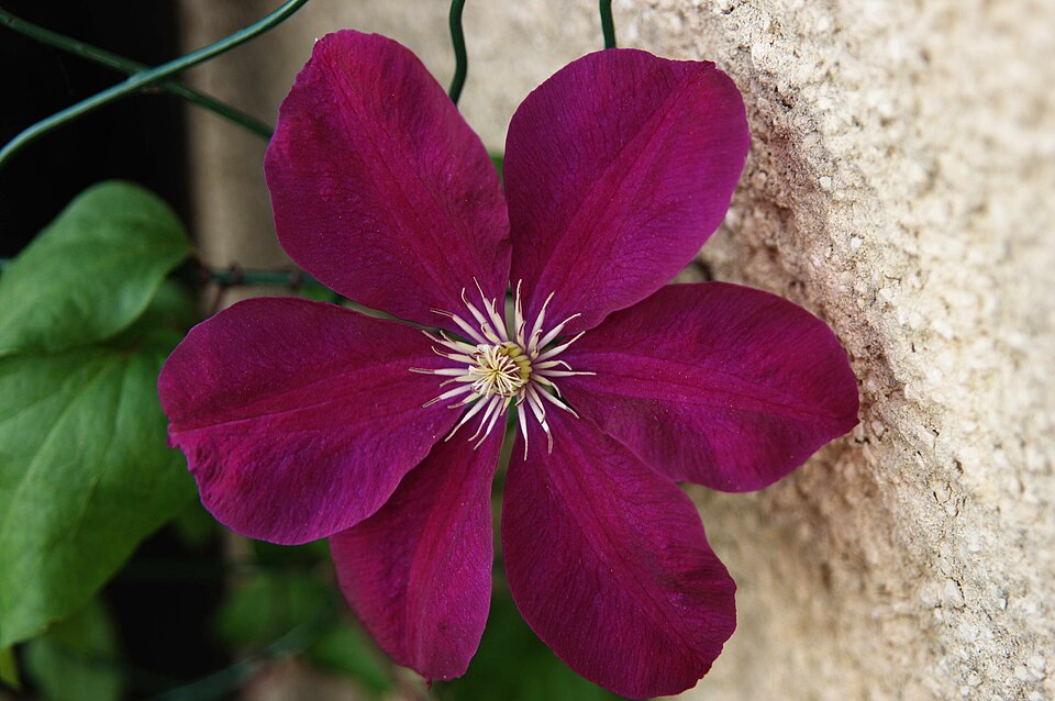 Clematis 'Etoile Violette' (Etoile Violette Clematis) (alternate view 3)