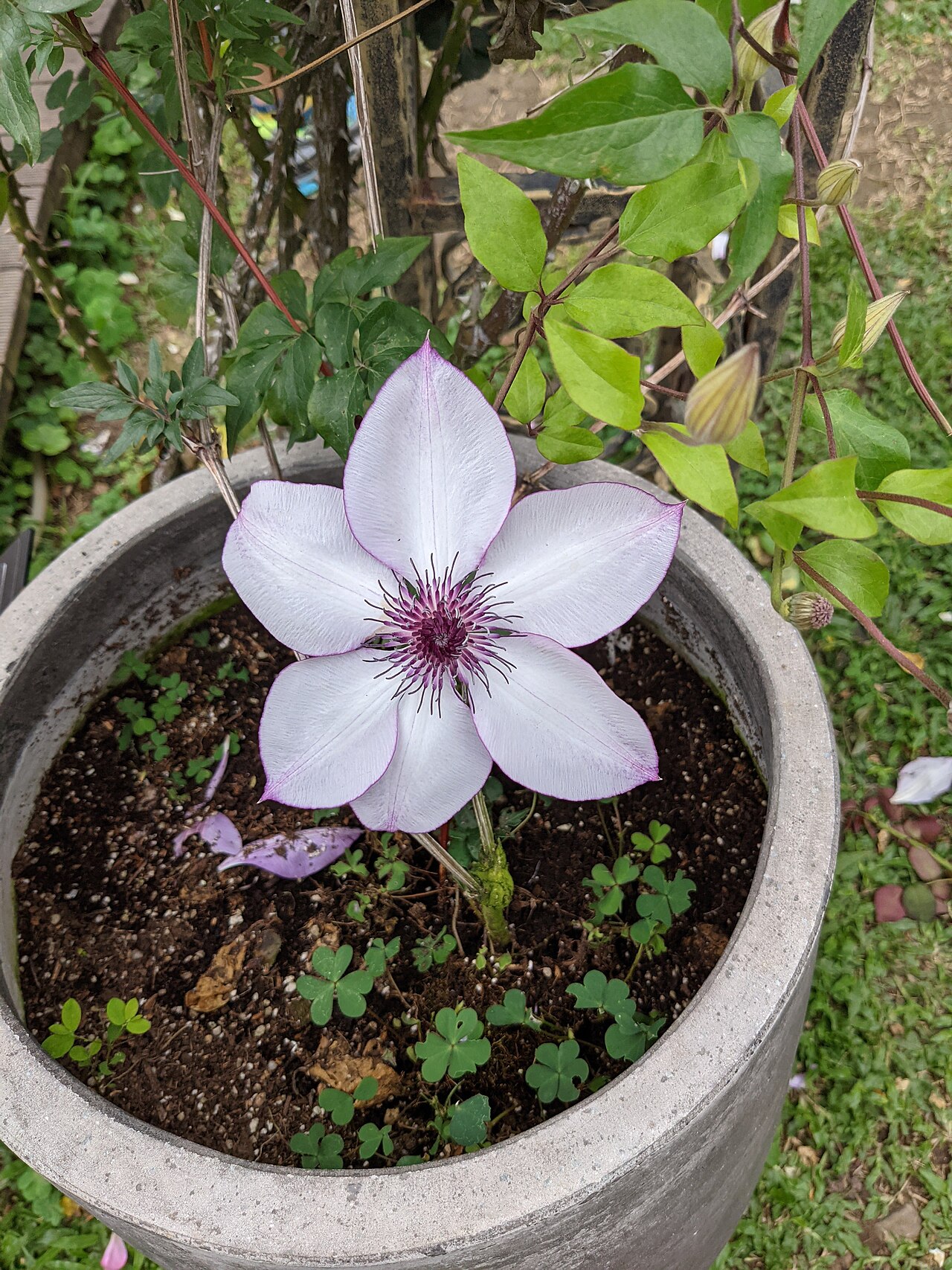 Clematis florida, Passion flower clematis — climbing semi-evergreen (Ranunculaceae) (image 6 of 6)