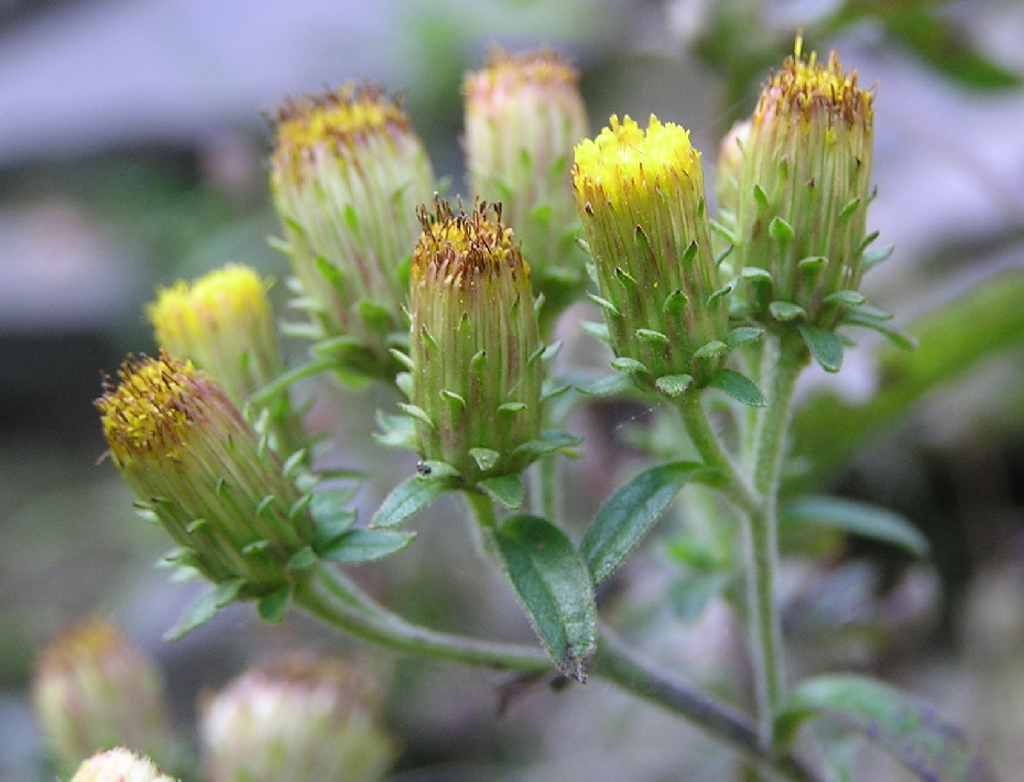 Pentanema squarrosum (Ploughman's-spikenard)