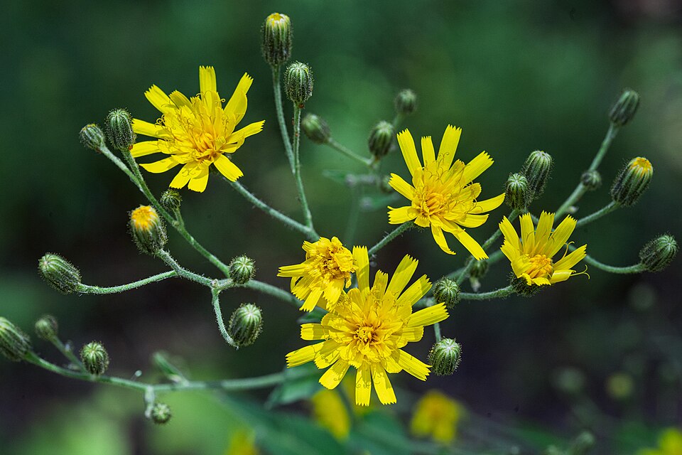 Crepis (hawksbeards) (alternate view 9)