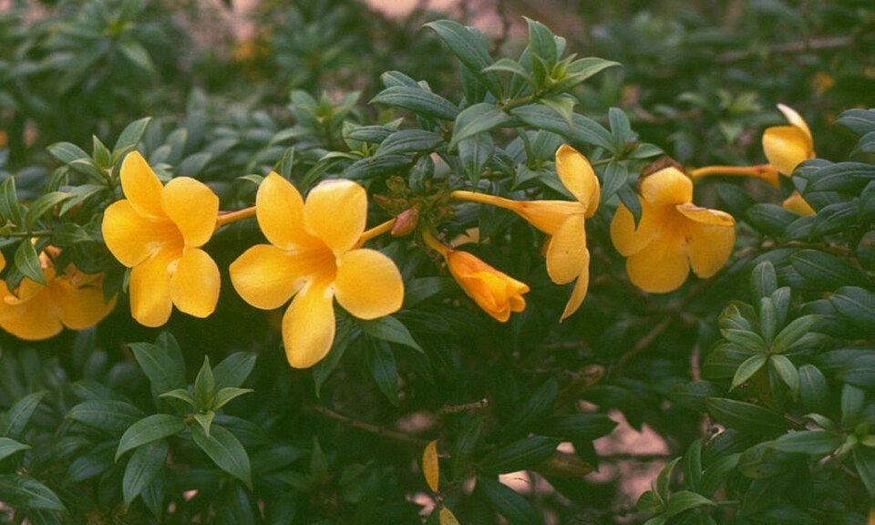 Allamanda cathartica (Allamanda Vine) (alternate view 10)