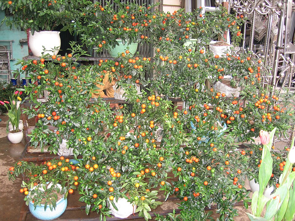 Solanum pseudocapsicum (Jerusalem cherry) (alternate view 9)