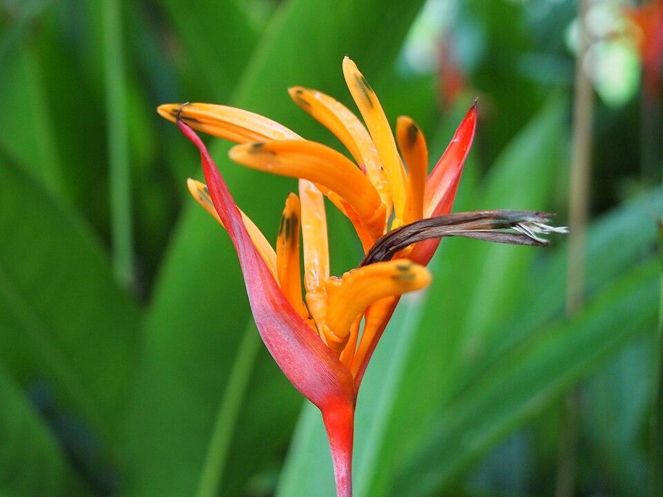 Heliconia (Heliconias) (alternate view 2)