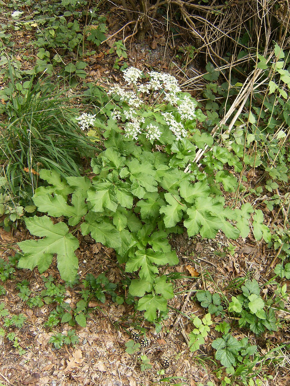 Heracleum sphondylium (hogweed)