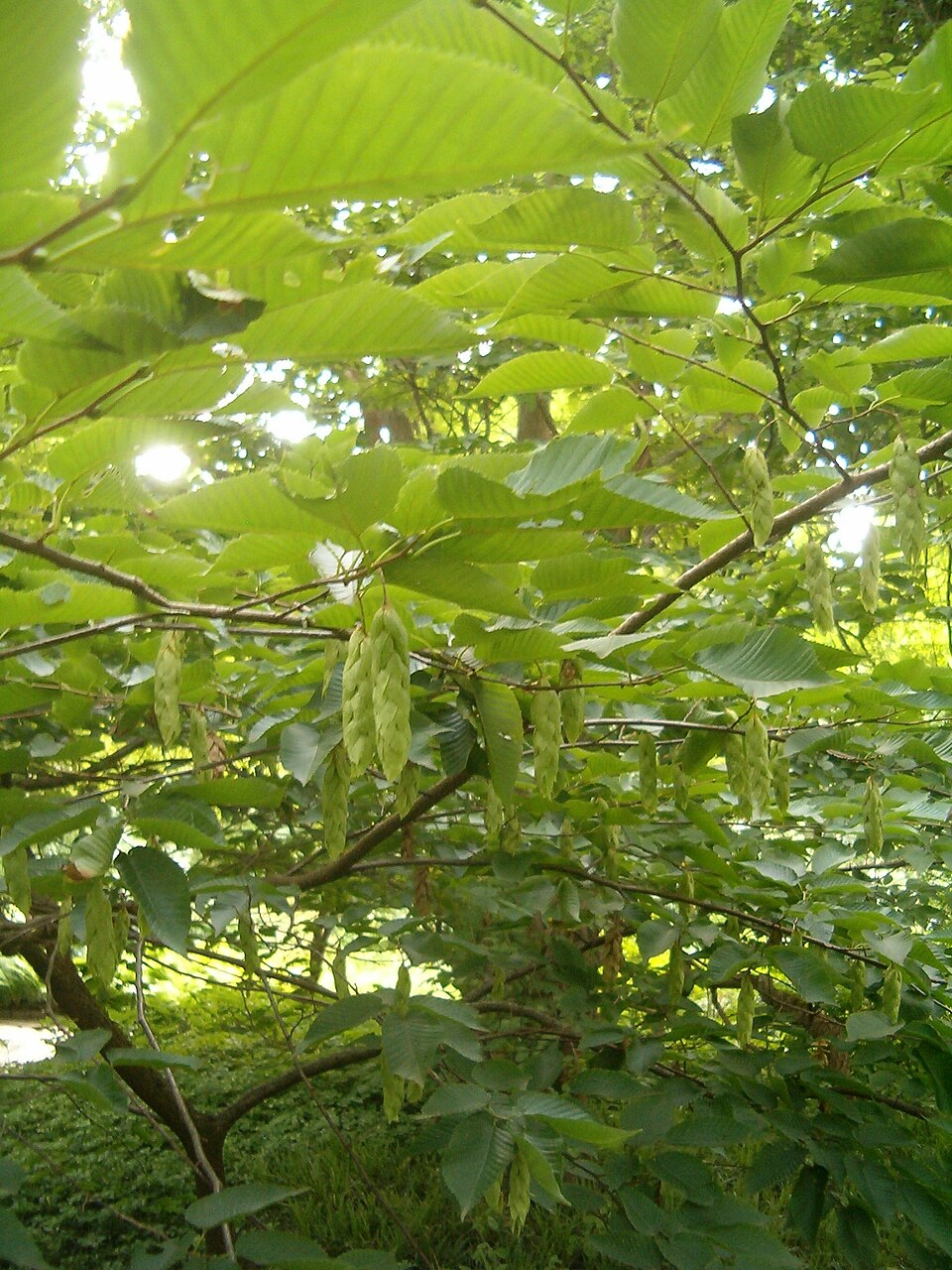 Carpinus cordata (Heartleaf Hornbeam)