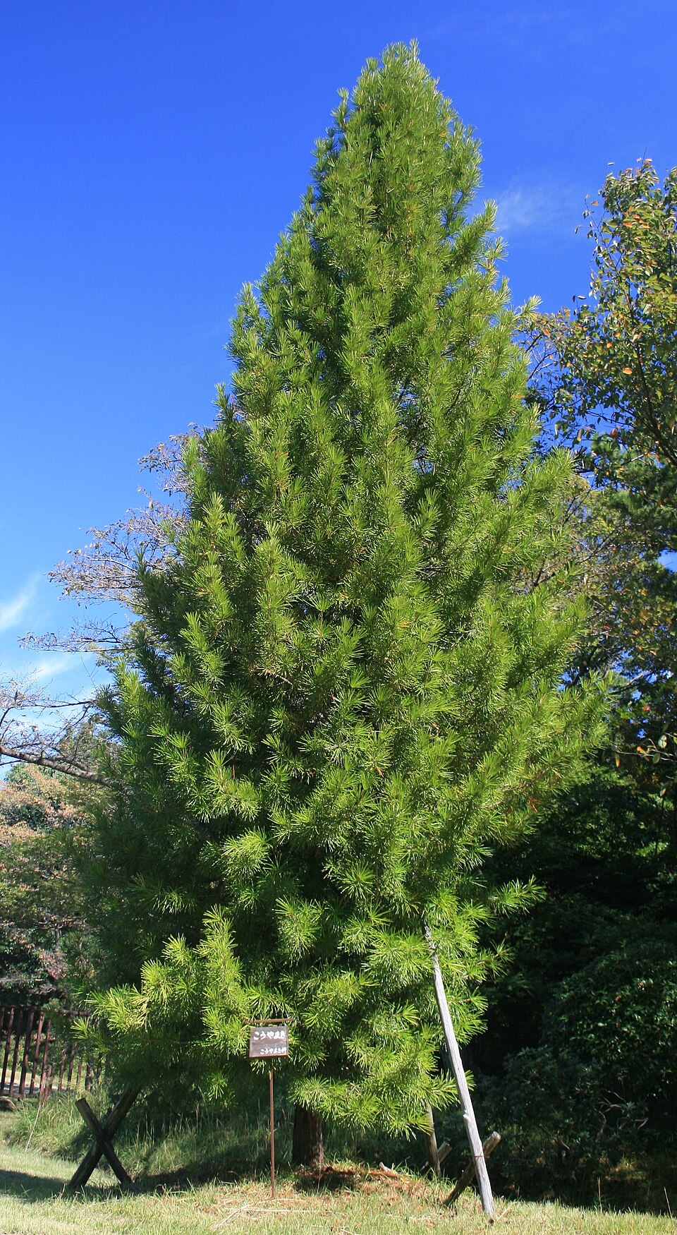 Sciadopitys verticillata (Japanese umbrella pine) (alternate view 7)