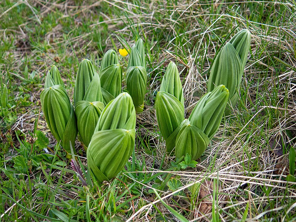 Veratrum (false hellebores)