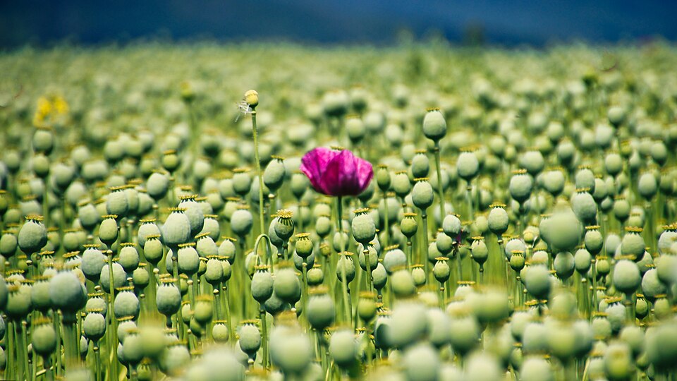 Papaver (Poppies) (alternate view 6)