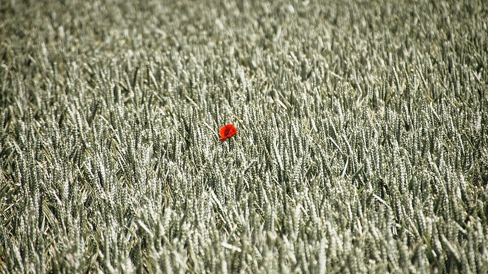 Papaver (Poppies) (alternate view 7)
