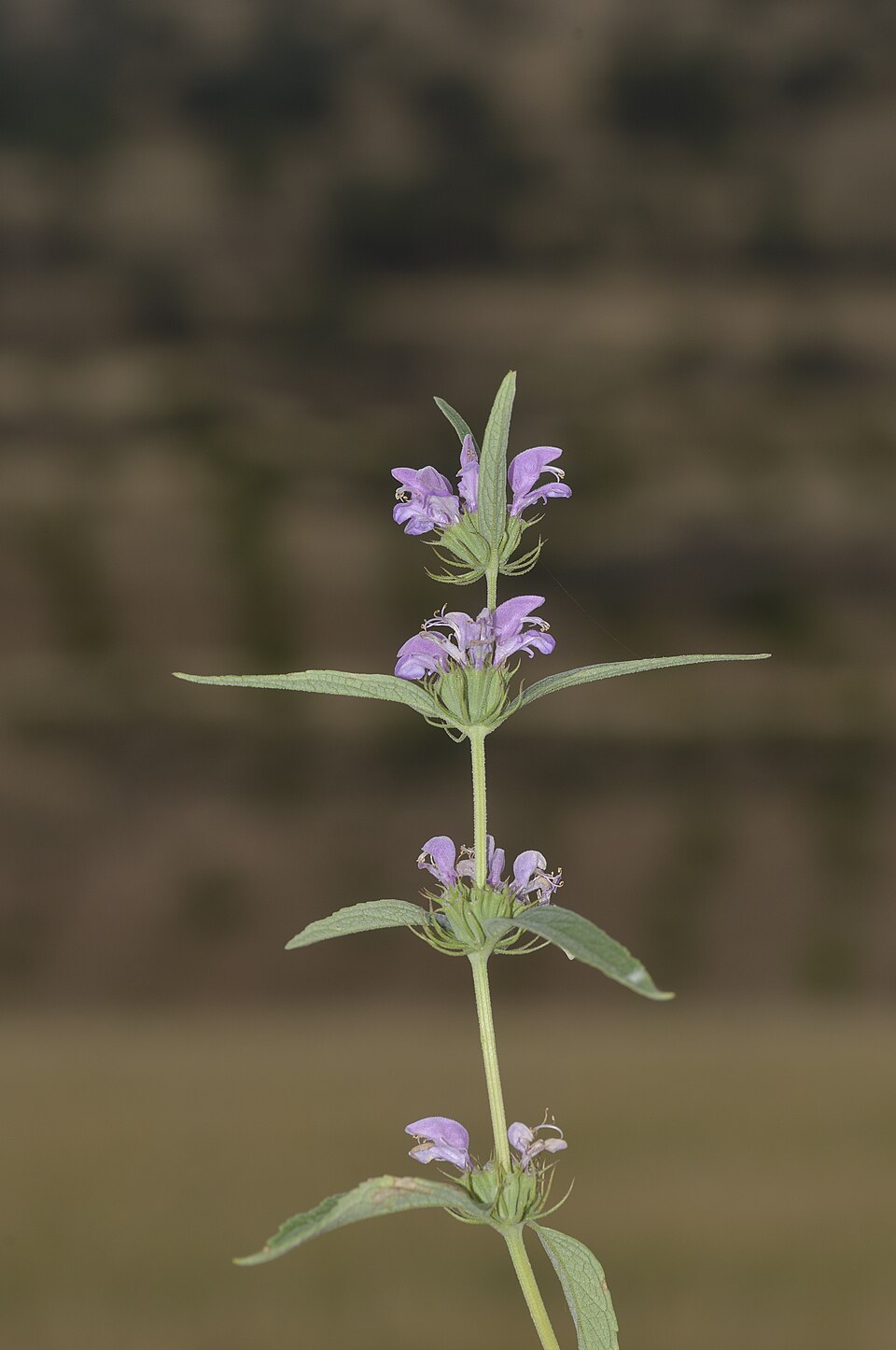 Phlomis (Lampwicks) (alternate view 7)