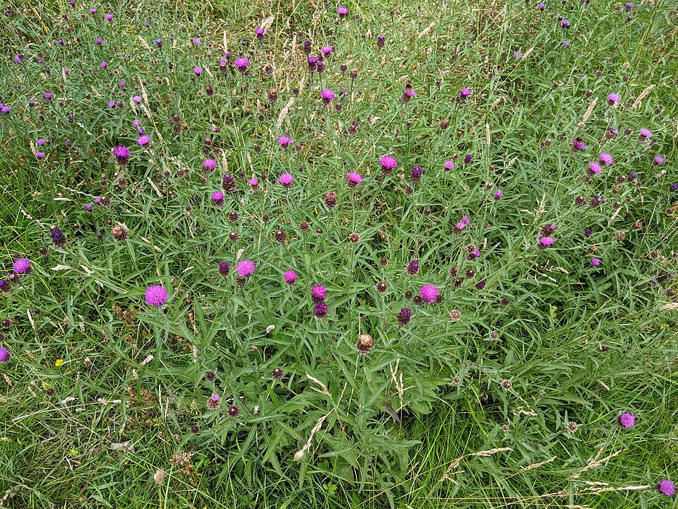 Centaurea debeauxii (Chalk Knapweed)