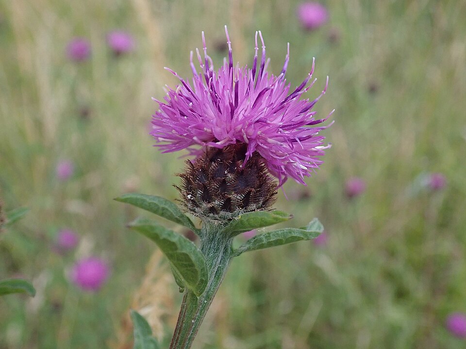 Centaurea debeauxii (Chalk Knapweed)