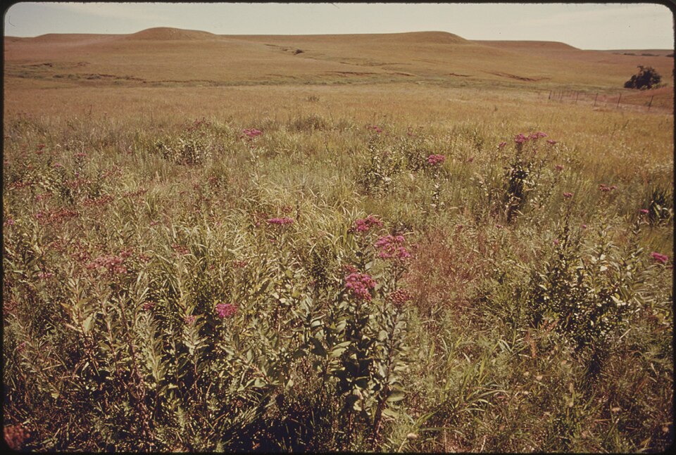 Vernonia baldwinii (Western Ironweed) (alternate view 7)