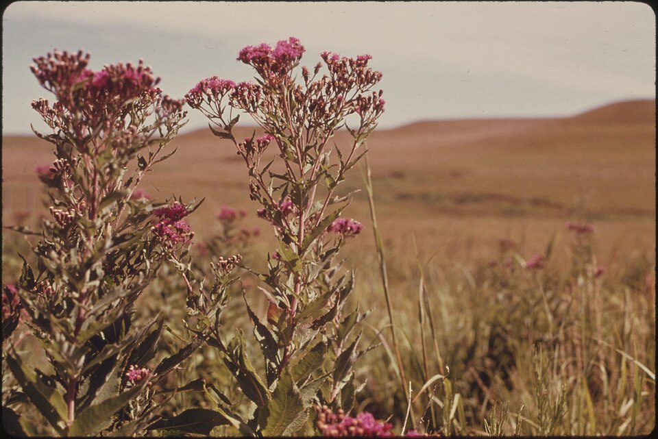 Vernonia baldwinii (Western Ironweed) (alternate view 8)