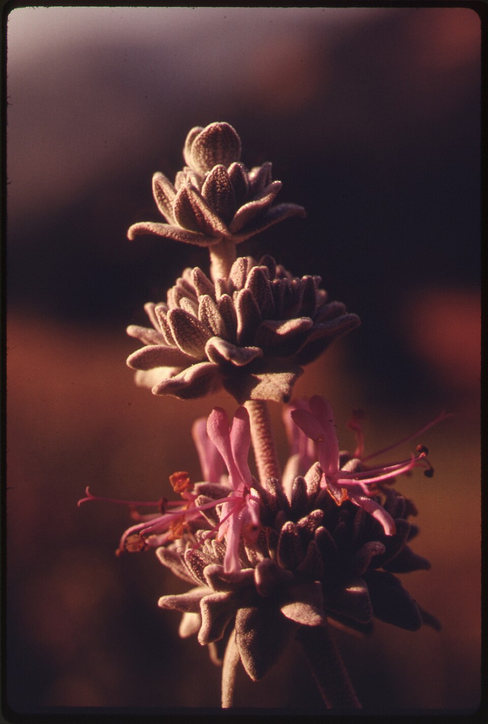Salvia leucophylla (purple sage) (alternate view 9)