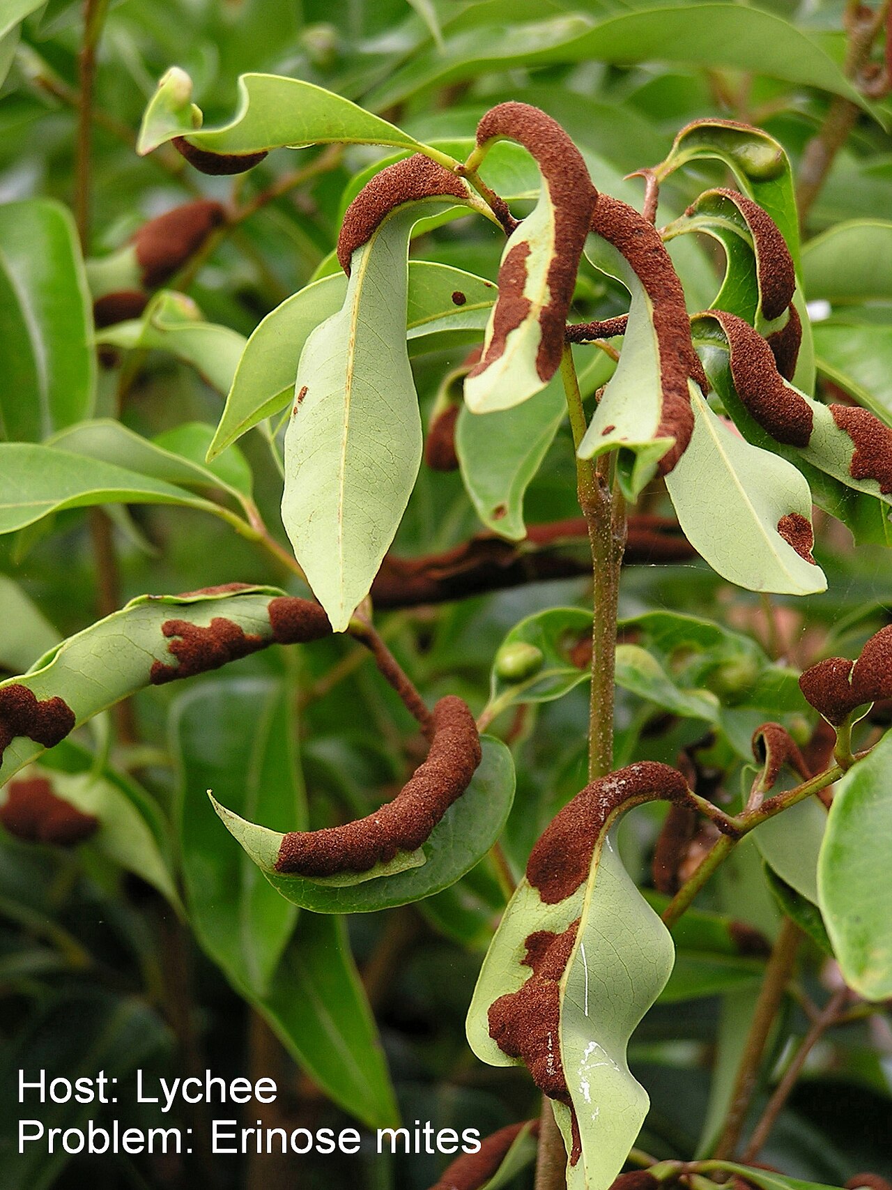 Litchi chinensis, Lychee — spreading evergreen (Sapindaceae) (image 8 of 10)