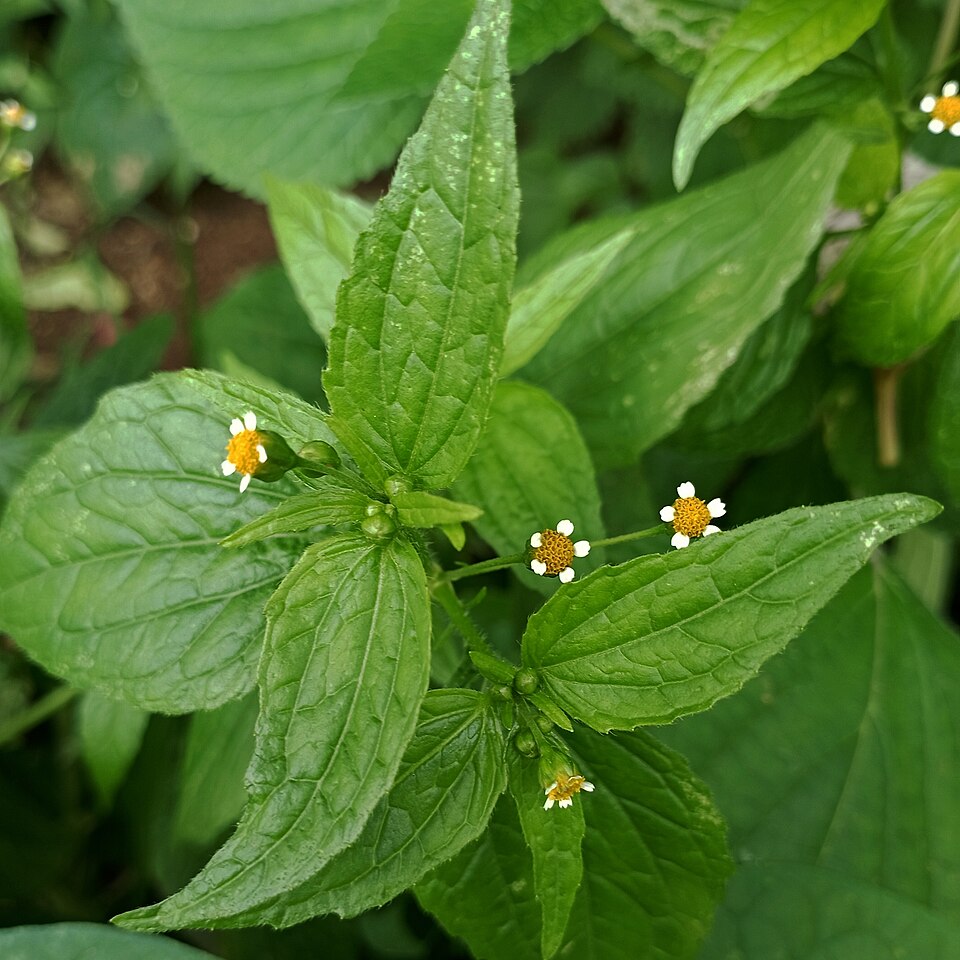 Galinsoga (galinsogas) (alternate view 4)
