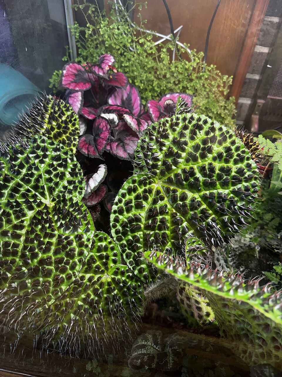 Begonia ferox (Begonia Ferox) (alternate view 2)
