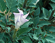Datura wrightii (Sacred Datura)