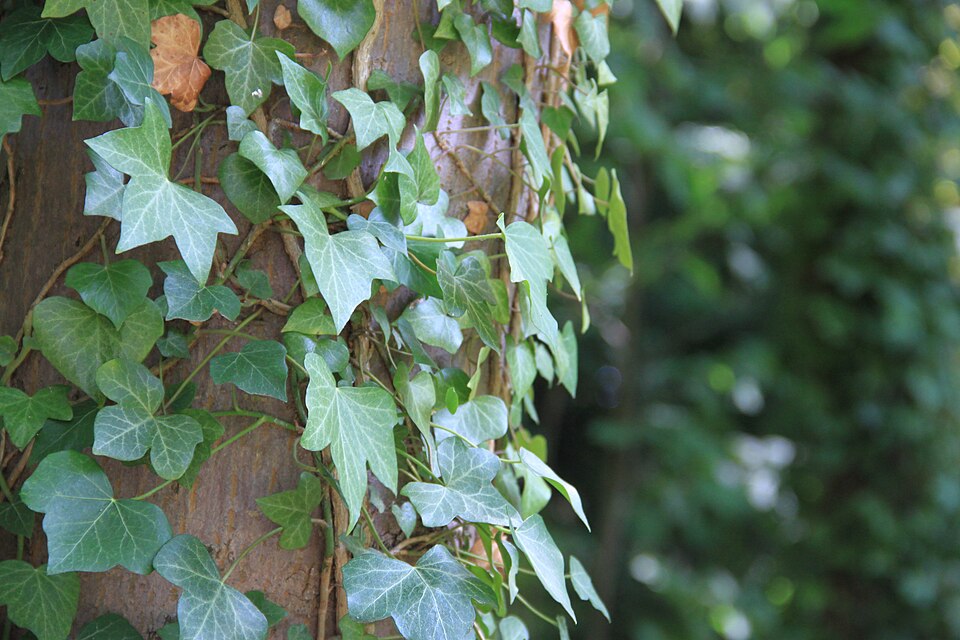 Hedera (ivies)