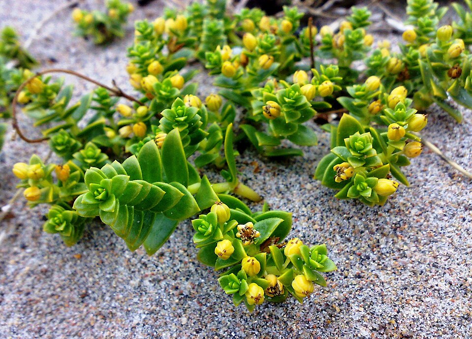 Honckenya peploides (Sea Sandwort)