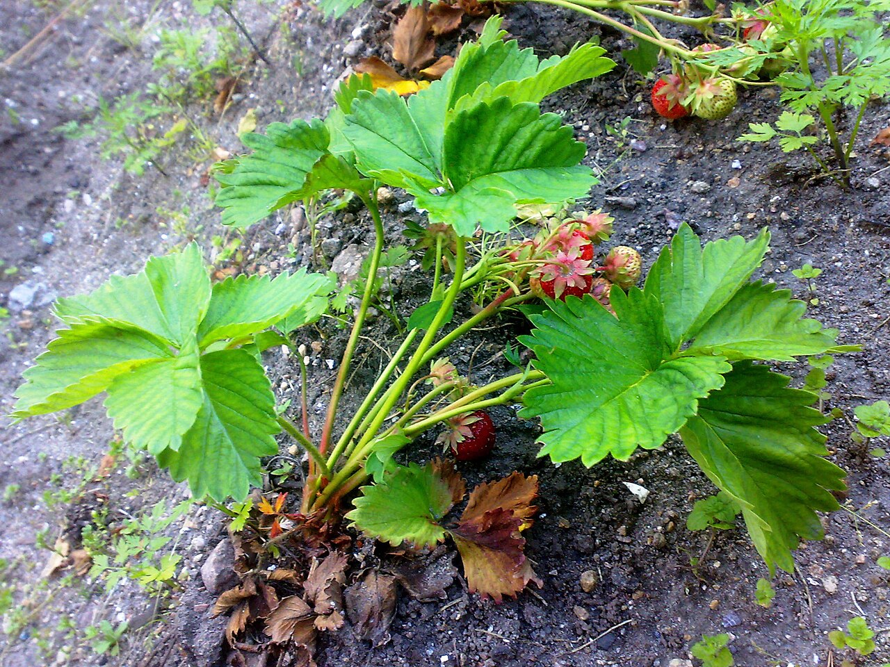 Fragaria ananassa, Garden strawberry — spreading semi-evergreen (Rosaceae) (image 5 of 9)
