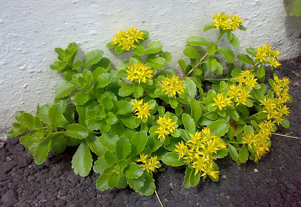Phedimus kamtschaticus (Orange Stonecrop) (alternate view 6)