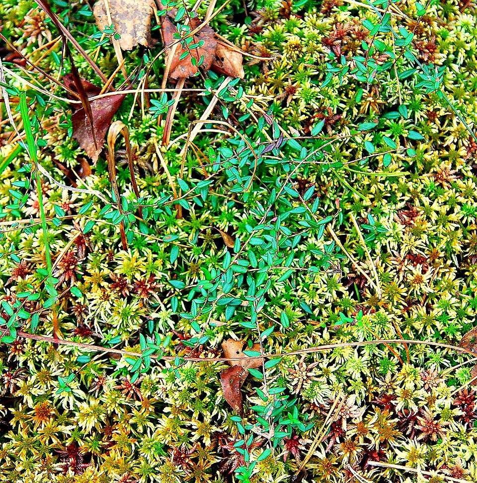 Vaccinium oxycoccos (bog cranberry)