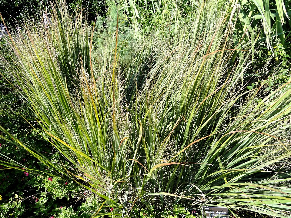 Panicum virgatum (Switchgrass) (alternate view 6)