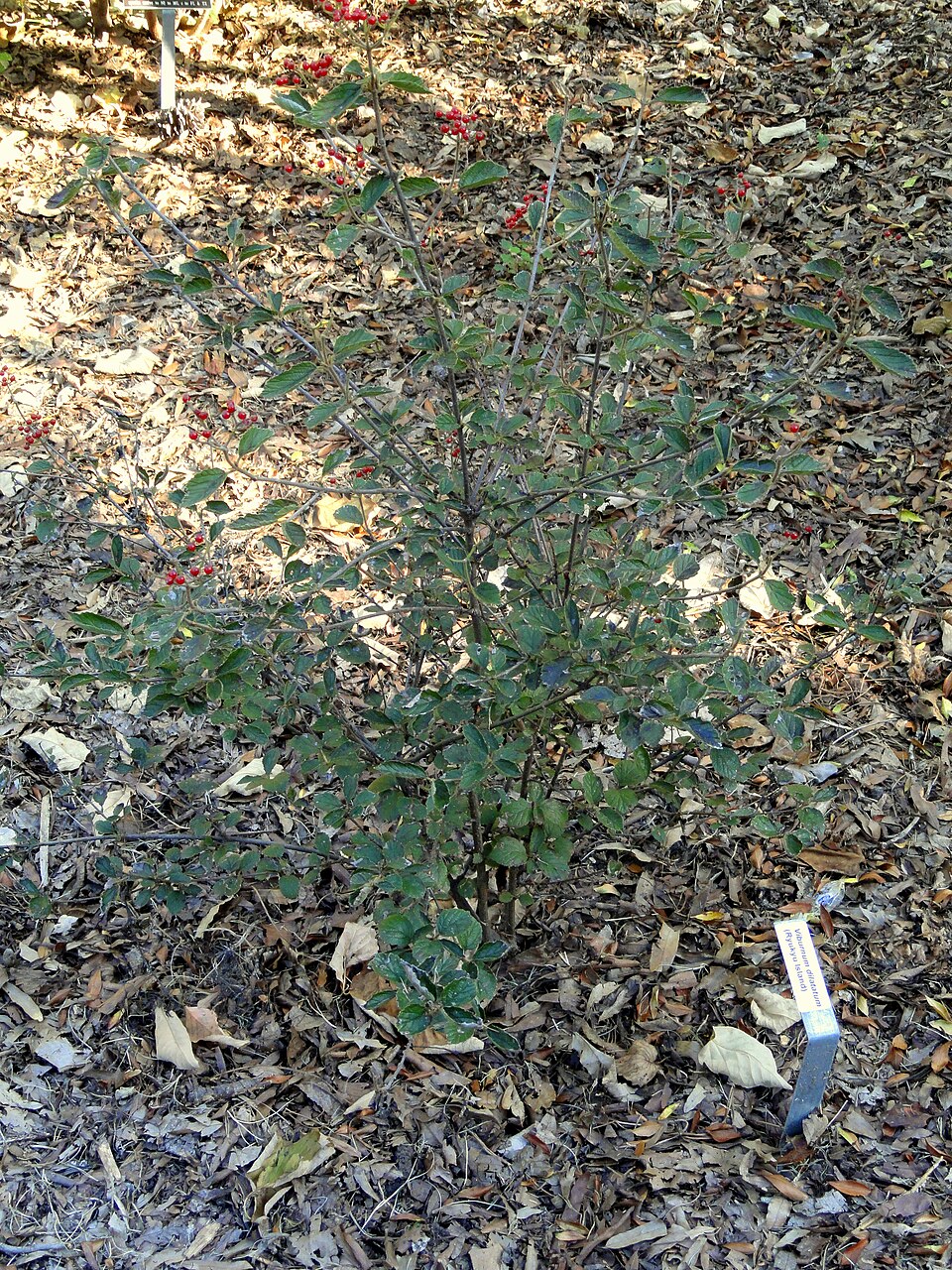 Viburnum dilatatum (linden viburnum) (alternate view 4)