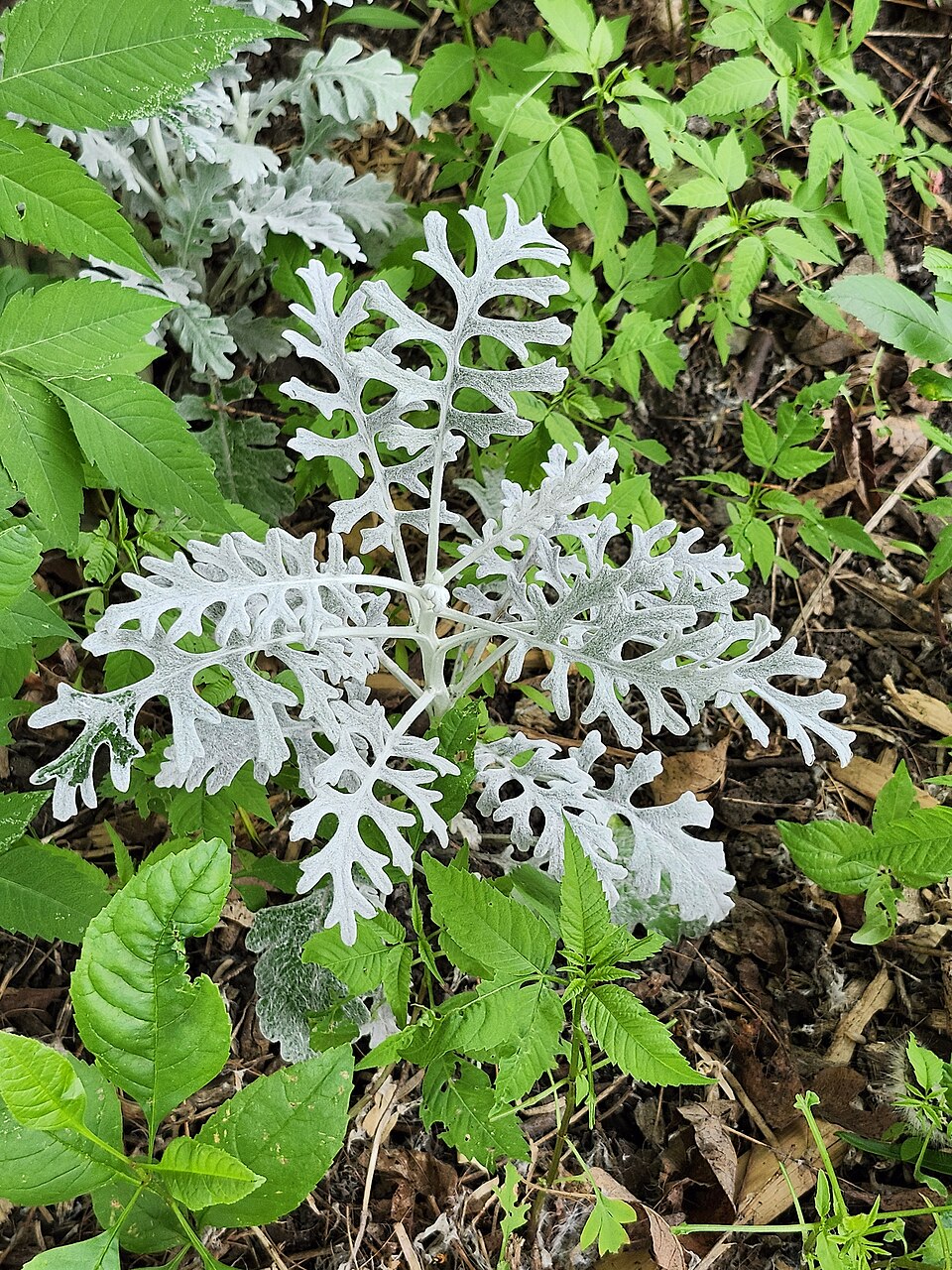 Jacobaea (ragworts) (alternate view 4)