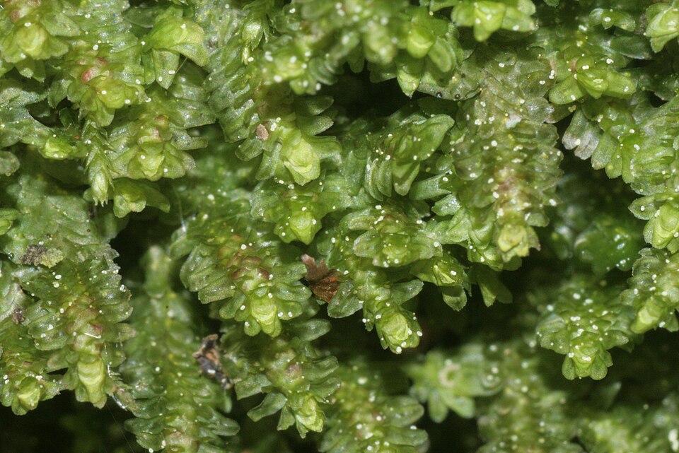 Diplophyllum albicans (White Earwort)